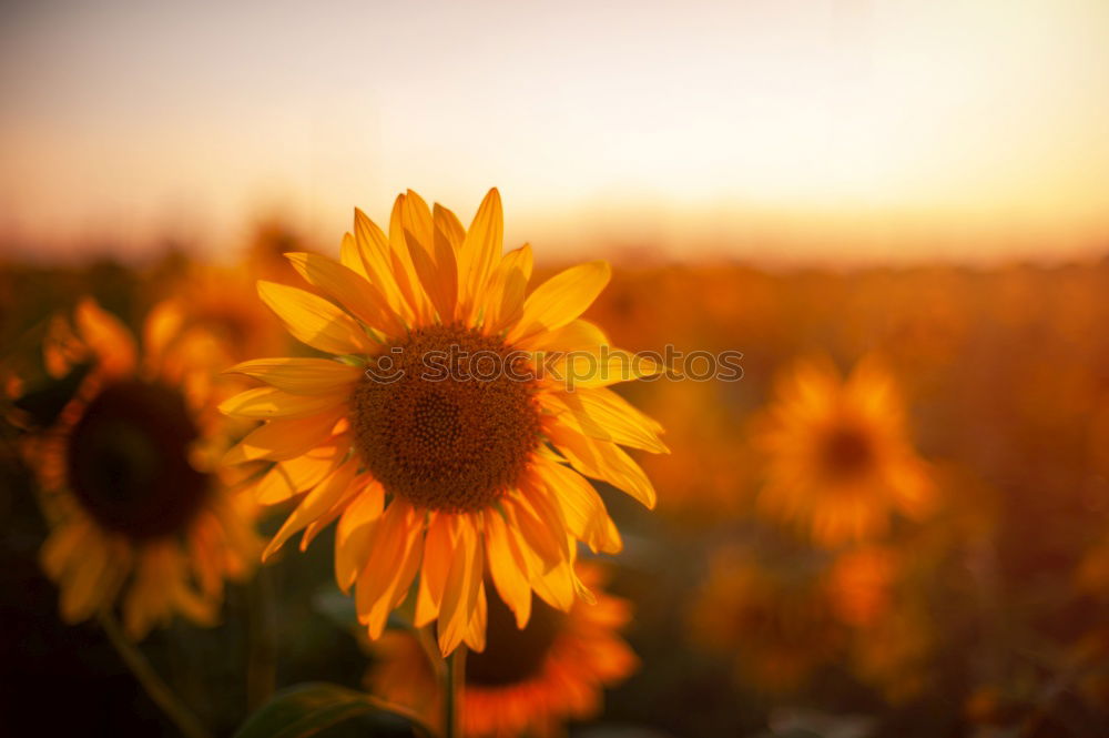 Similar – Image, Stock Photo Field with sunflowers