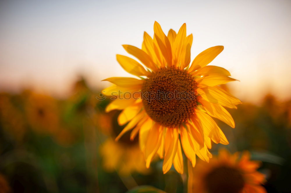 Similar – Image, Stock Photo Field with sunflowers