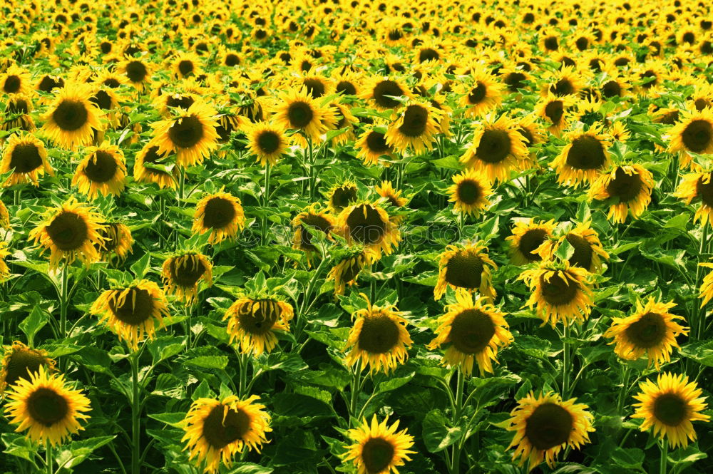 Similar – Image, Stock Photo submerged Canola Yellow