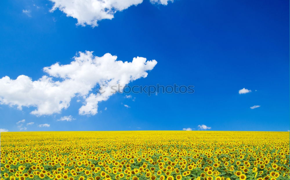 Similar – Rapsfeld im Mai III Wolken