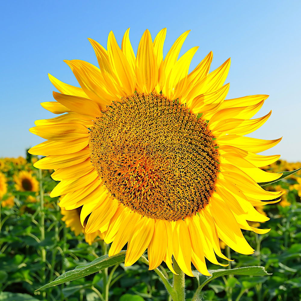 Similar – Image, Stock Photo sunbl… Flower Sunflower