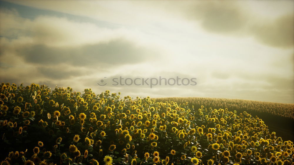 Similar – Foto Bild sonnendeck Erholung Sommer