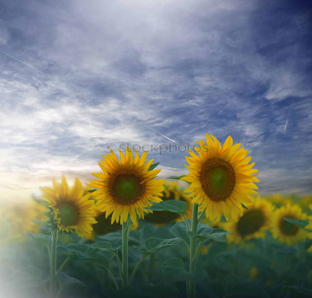 Similar – Flores Calendulae Flower