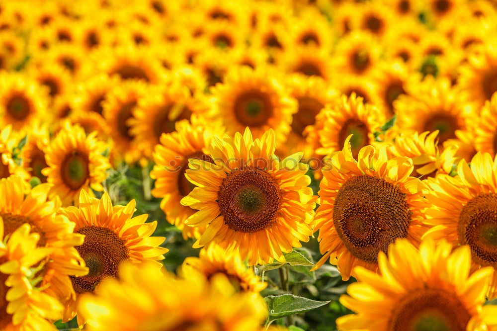 Image, Stock Photo SeaFlowers Sunflower