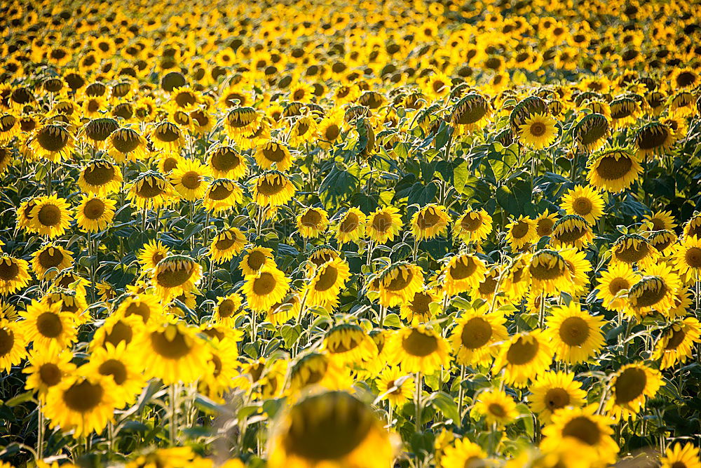 Similar – Foto Bild Sonnenblumen in der Provence