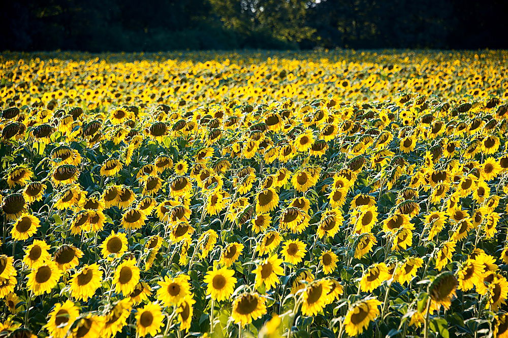 Similar – Foto Bild Sonnenblumen in der Provence