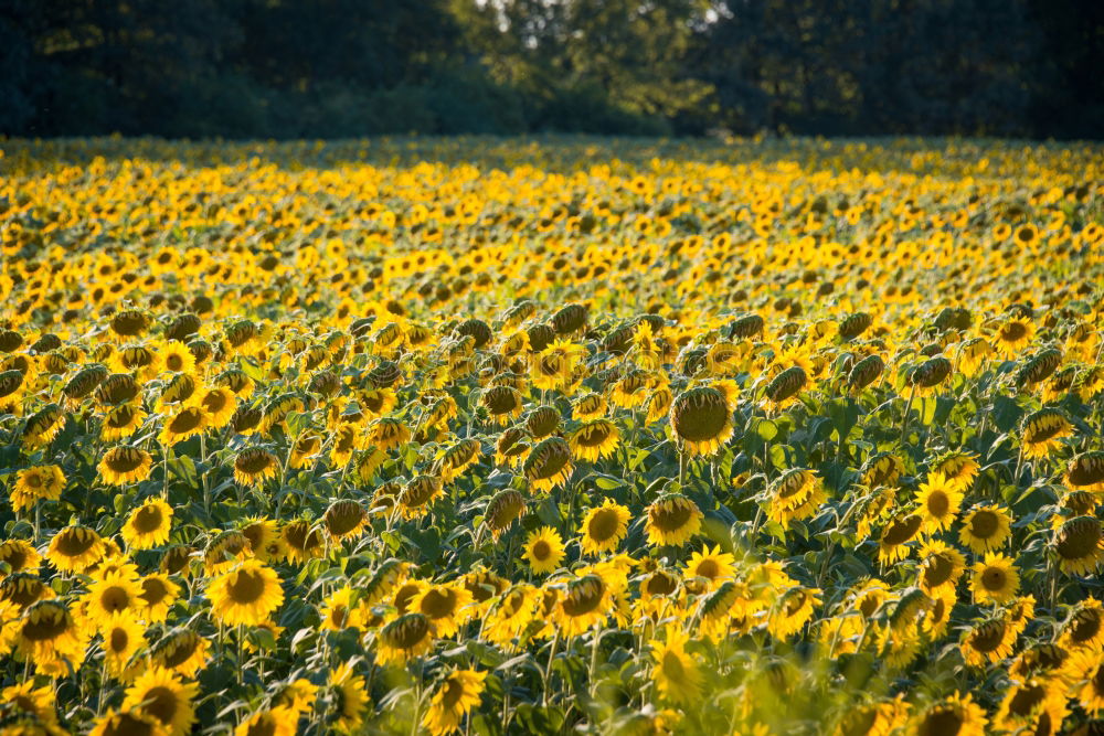 Similar – Image, Stock Photo summer feeling