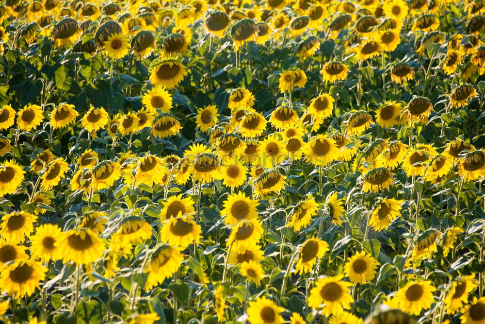 Similar – Foto Bild Sonnenblumen in der Provence