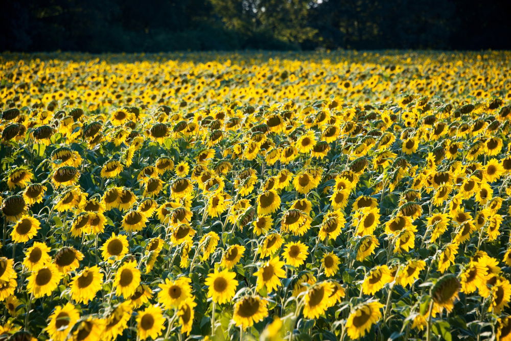 Foto Bild Sonnenblumen in der Provence