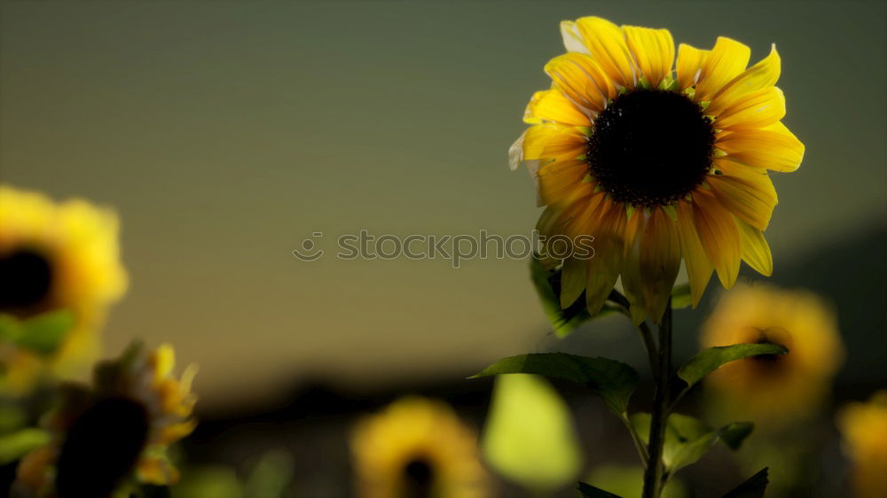 Similar – Image, Stock Photo sun salutation Nature