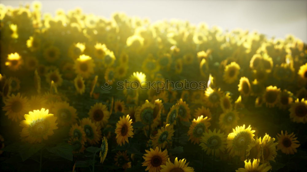 Similar – Image, Stock Photo ranunculus Garden