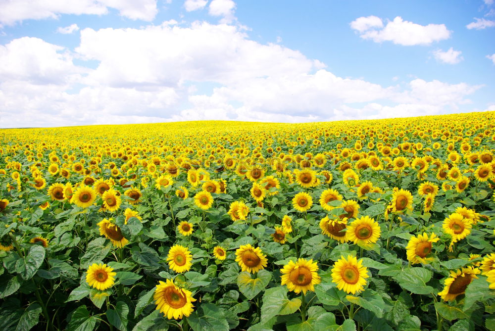 Similar – Foto Bild Sonnenblumen in der Provence