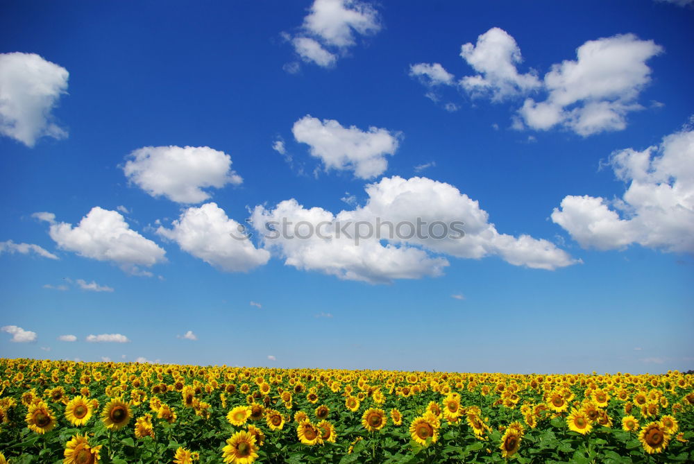 Similar – high up Flower Yellow