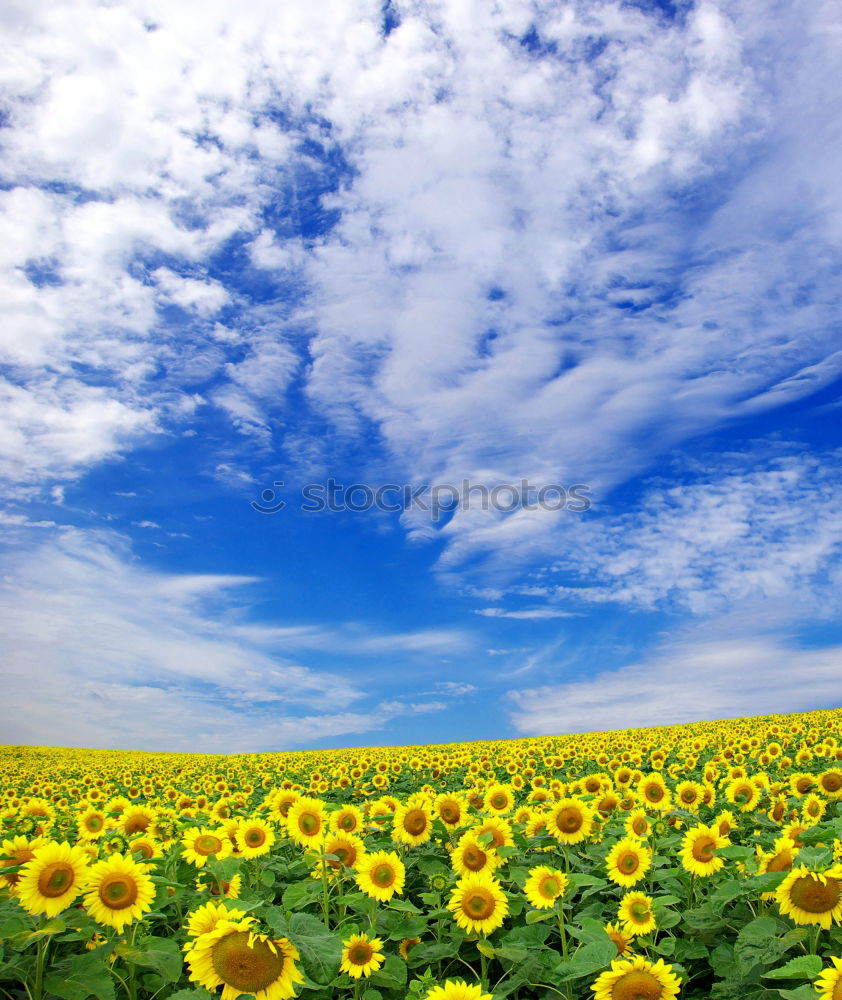 Similar – Blumen im Sonnenschein