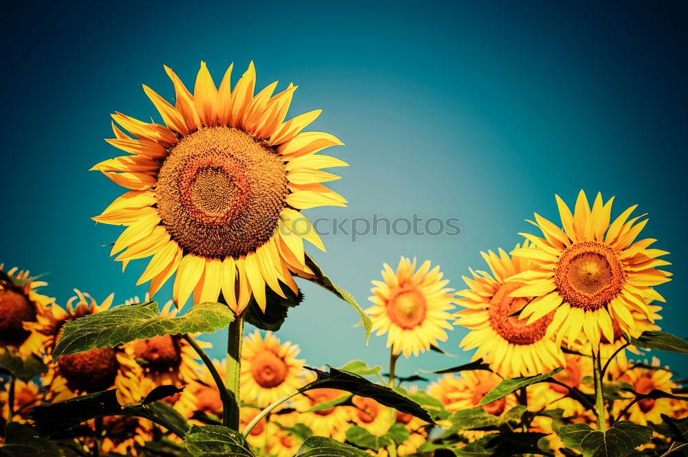 Beautiful sunflower field