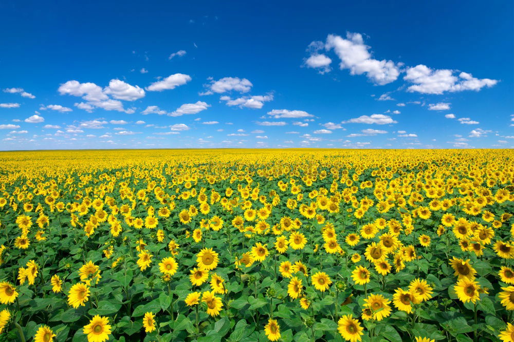 Similar – La colza III Canola Plant