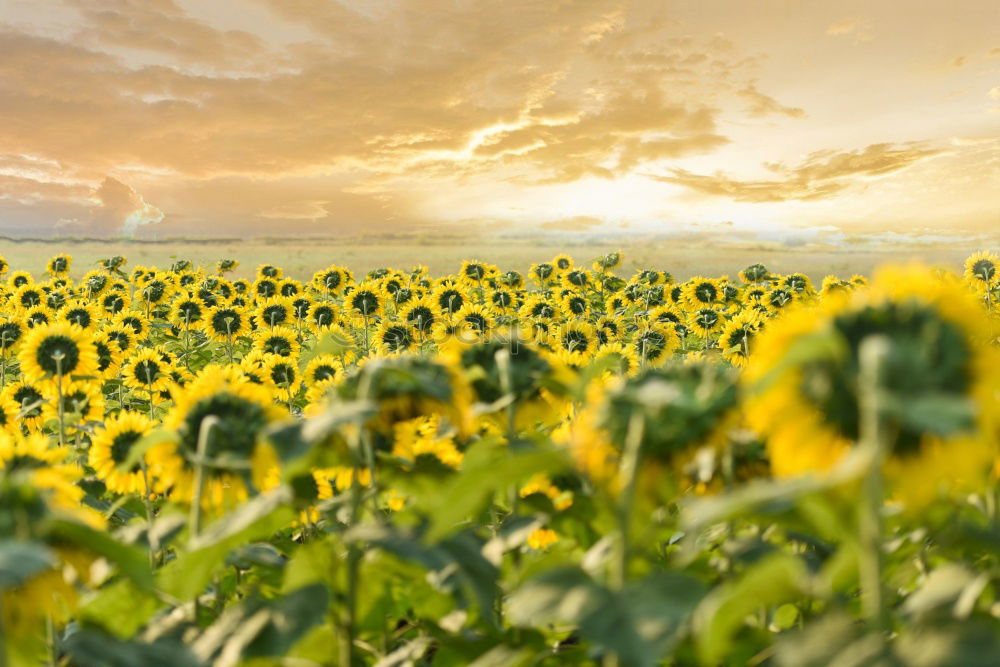 Similar – Sundown in the sunflower field