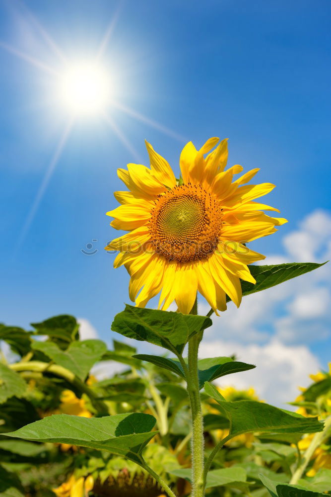 Similar – Image, Stock Photo Perfect sunflower in the garden