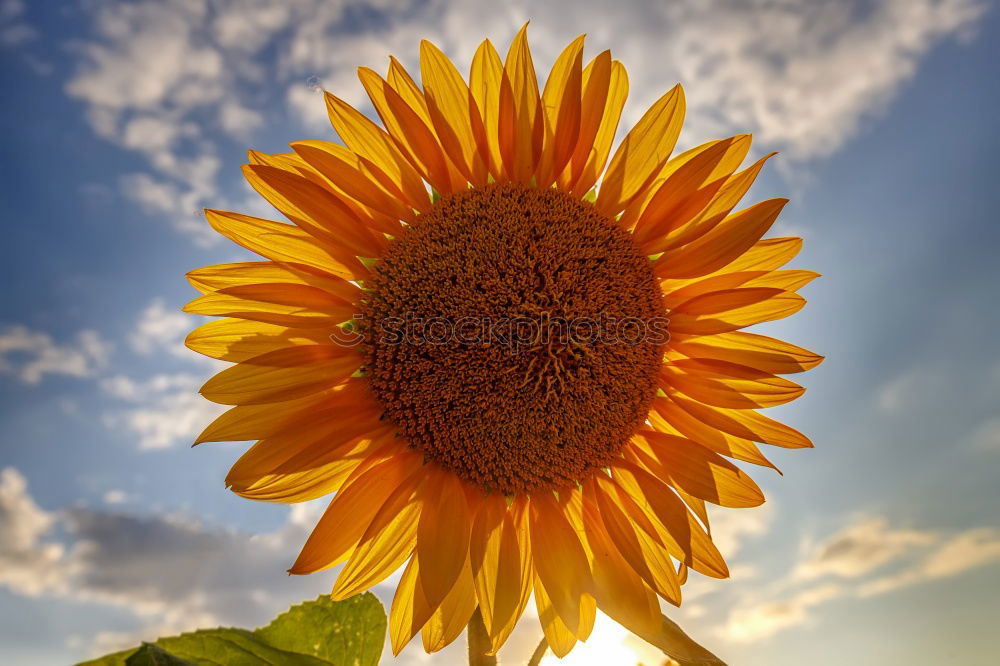 Similar – Field with sunflowers