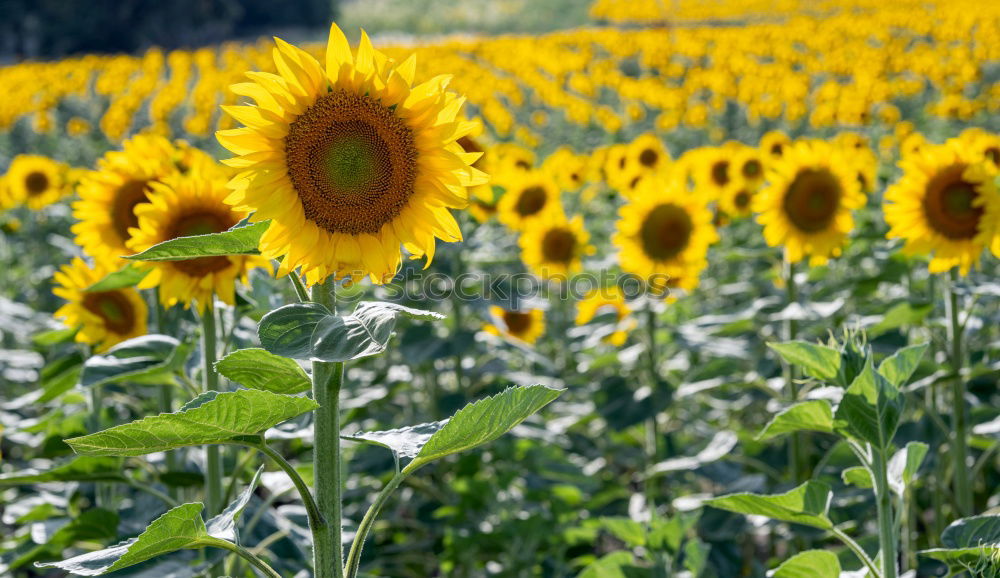 Similar – im sonnenfeld Feld