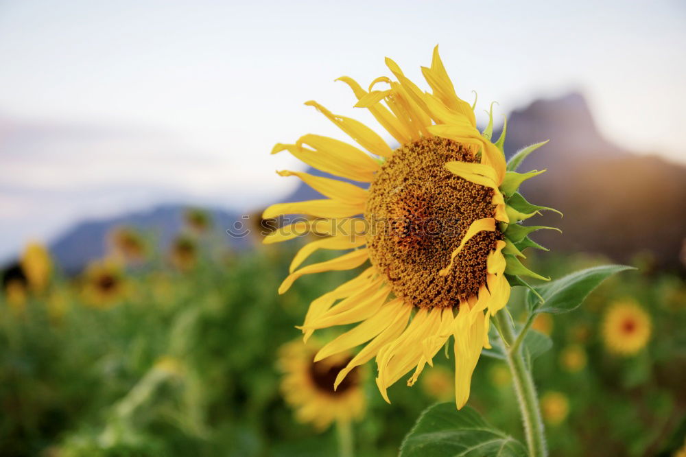 Similar – Image, Stock Photo Wait a minute Environment