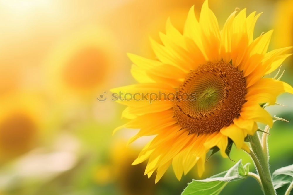 Similar – Image, Stock Photo sunflower Summer