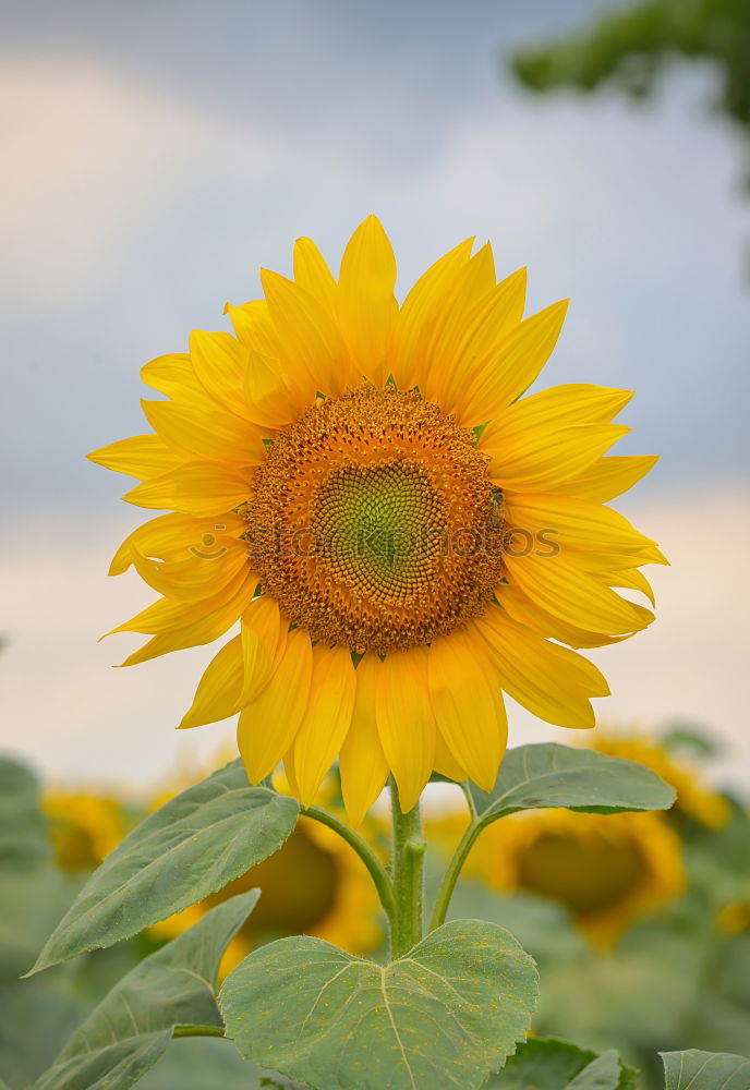 Similar – Image, Stock Photo Sunflower over summer garden