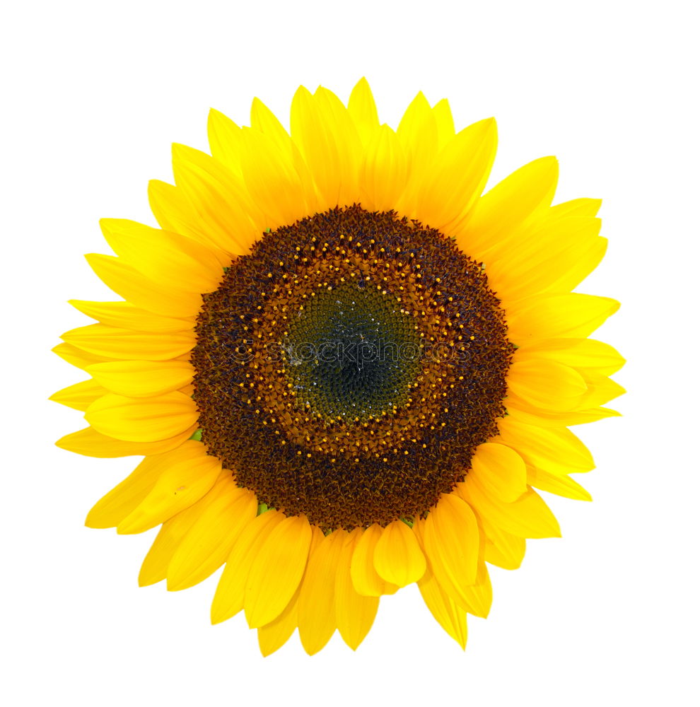 Similar – Sunflower(s) Grass Yellow