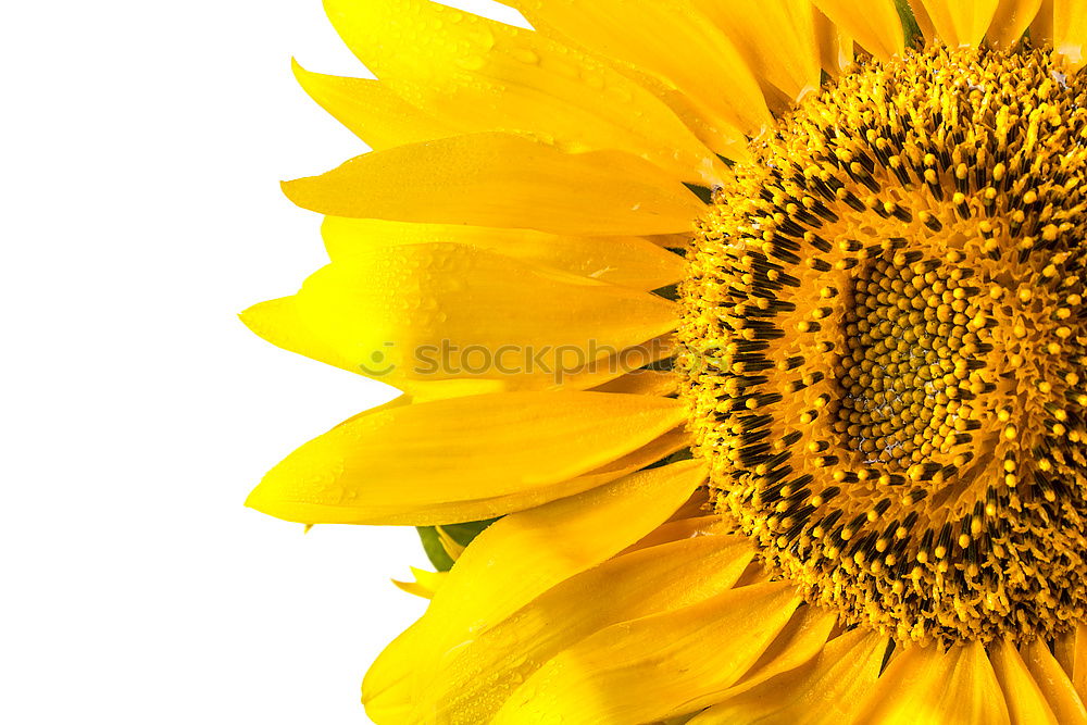 Similar – Image, Stock Photo sunflower Summer