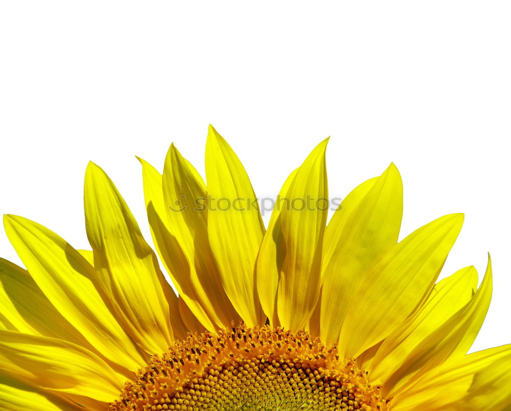 Similar – piece of sun Sunflower