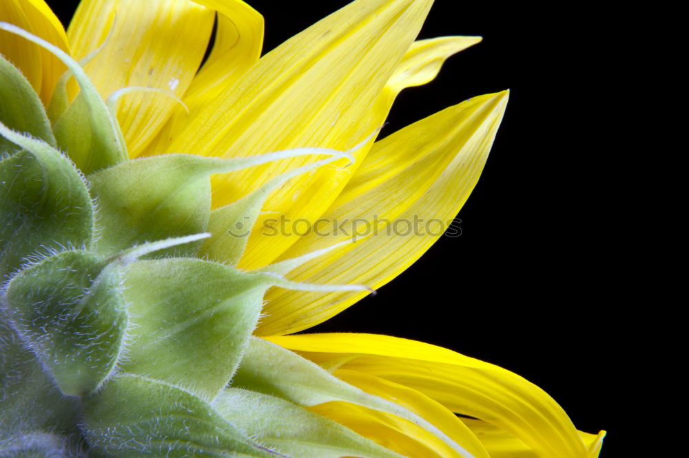 Similar – Rear view of a sunflower in sunlight in front of a blue sky