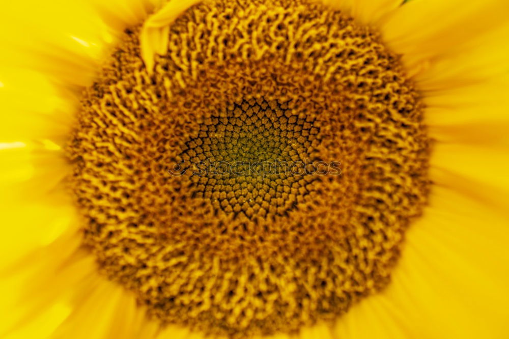 Similar – Image, Stock Photo sunflower Summer