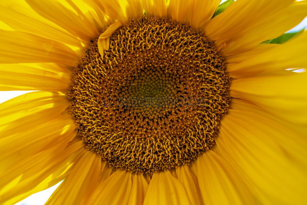 Similar – sonnenblume gelb Blume