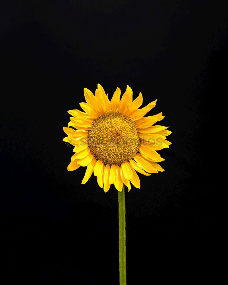 Similar – Zwei Gänseblümchen auf blauem Jeans Stoff