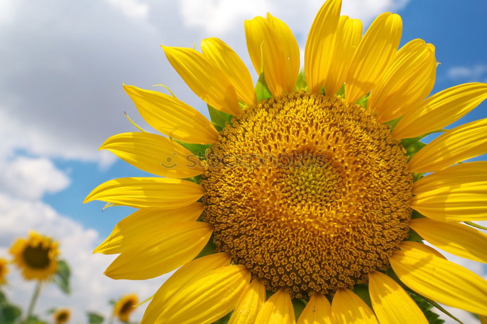 Image, Stock Photo sunbl… Flower Sunflower