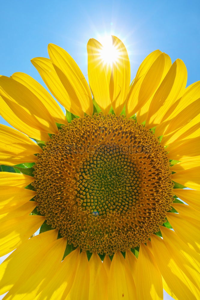 Similar – Image, Stock Photo Yellow flowers chamomile dye (Anthemis tinctoria )