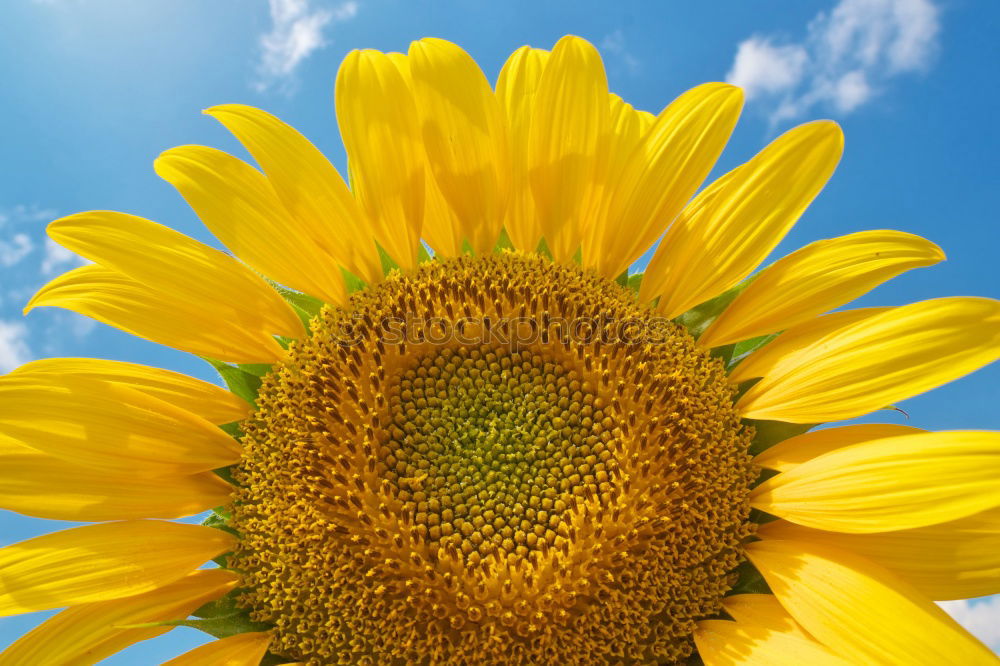 Similar – Image, Stock Photo sunbl… Flower Sunflower