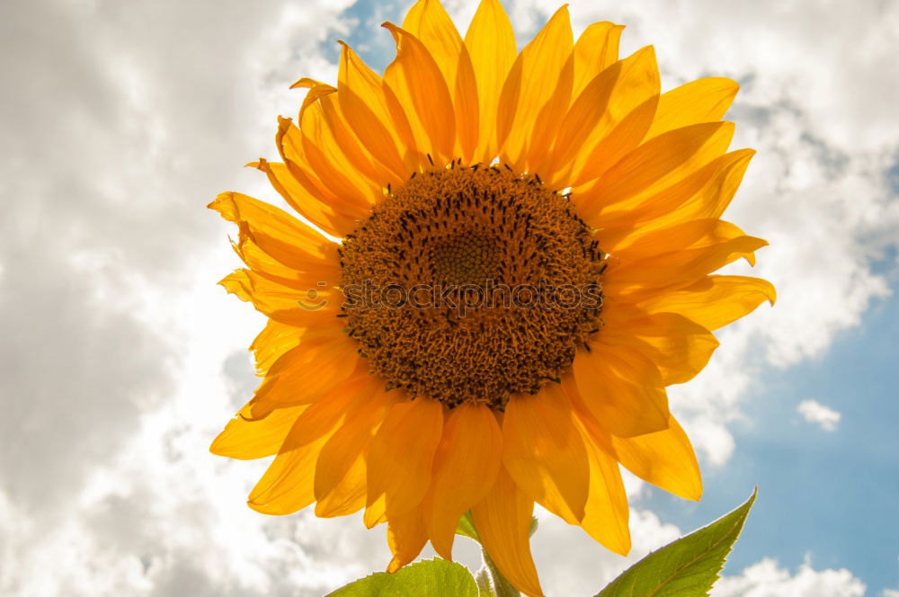 Similar – the flower `gen sun Plant