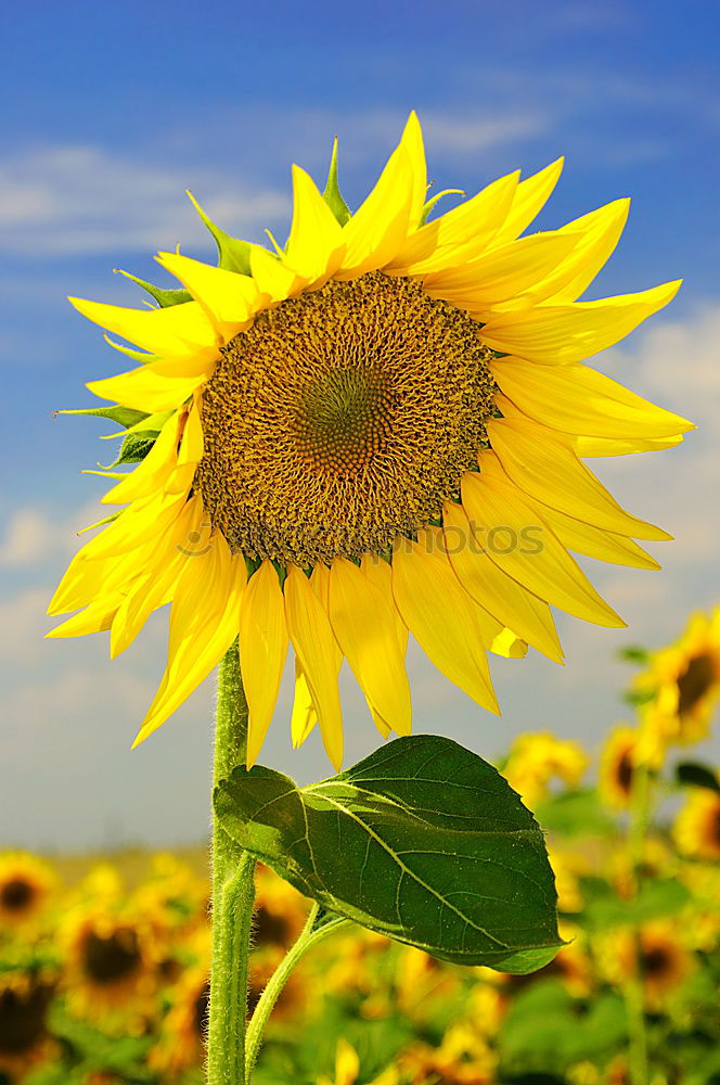 Similar – sunflower Beautiful Summer