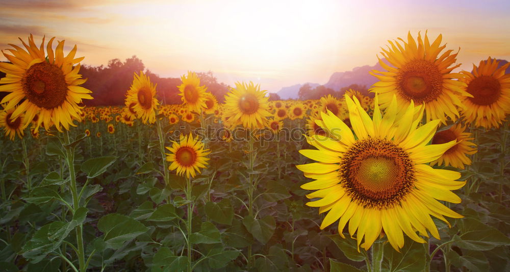 Similar – Foto Bild Sonnenblumen in der Provence