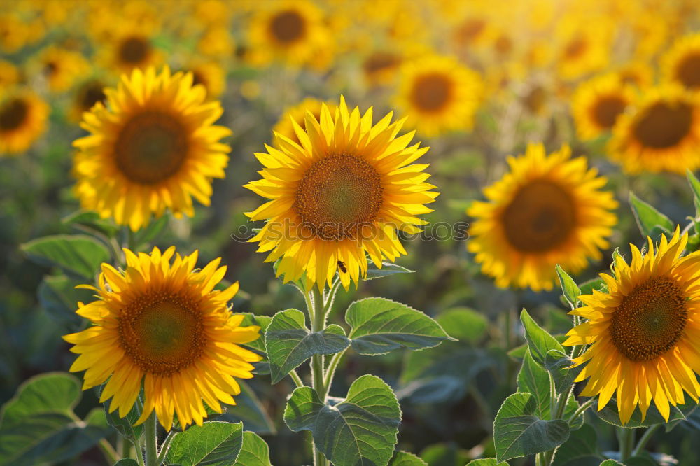 Similar – Image, Stock Photo Sunflowers. Esthetic