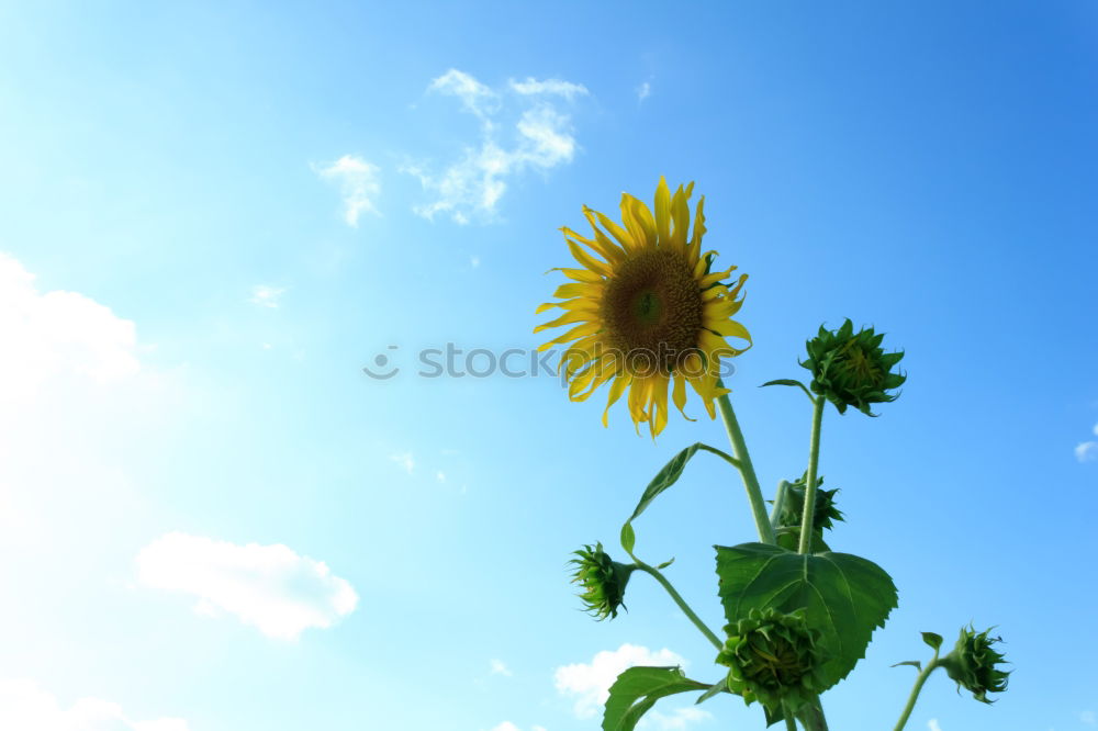 Similar – Image, Stock Photo buttercup Meadow Summer