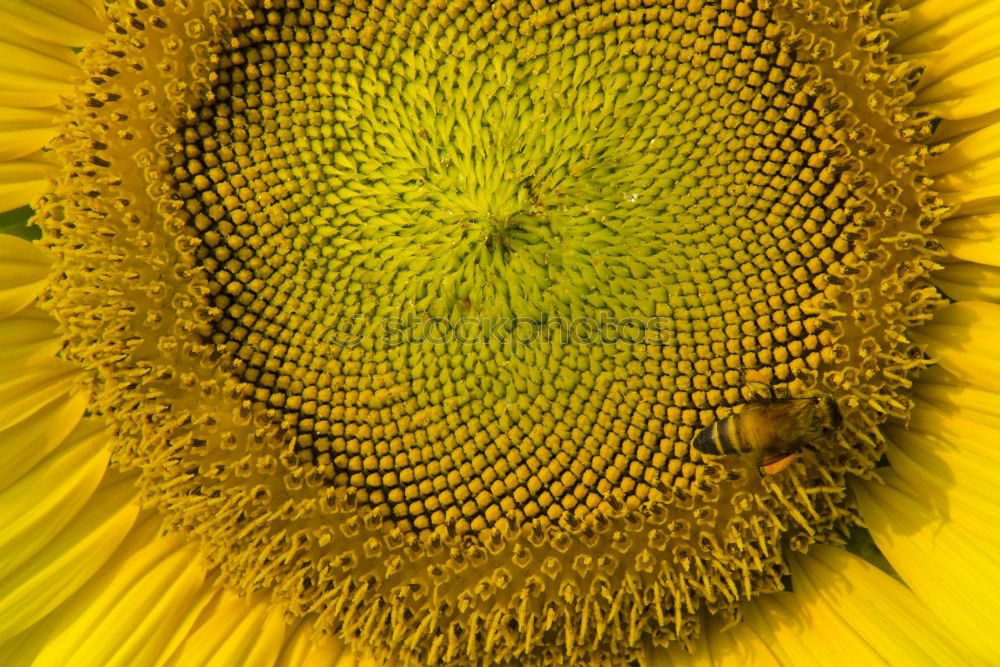 Similar – sunflower close-up Summer