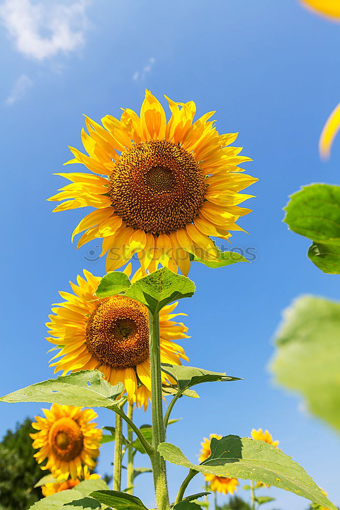 Similar – sommer Sonnenblume grün