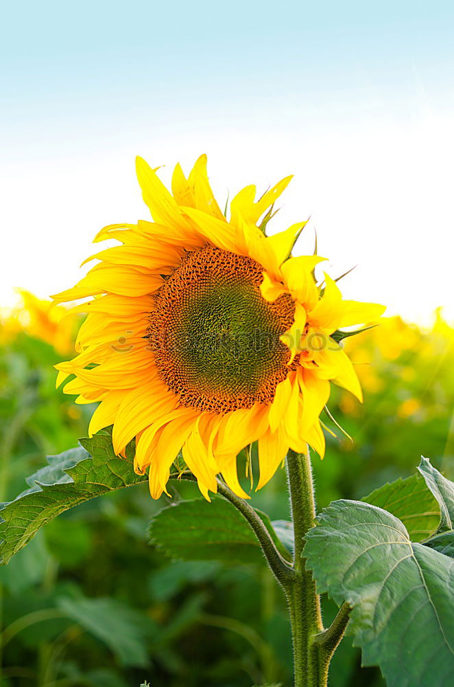 Similar – Image, Stock Photo sunflower cone Flower