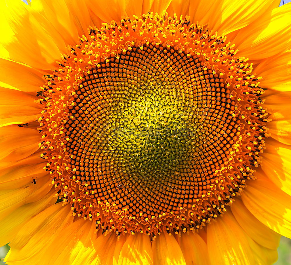 Similar – Image, Stock Photo summer gold Sunflower