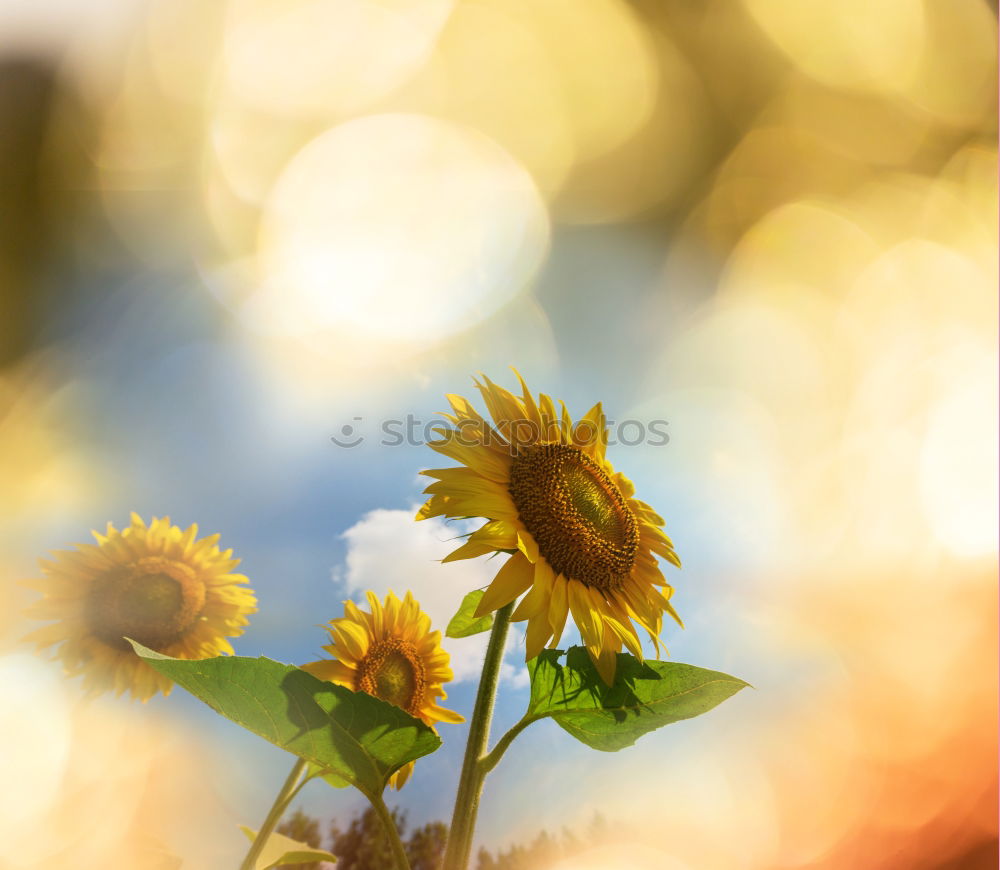 Image, Stock Photo Sea of flowers at the lake