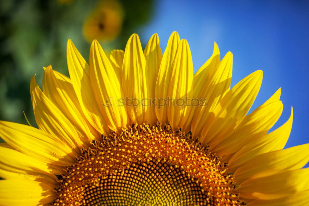 Similar – Image, Stock Photo sunbl… Flower Sunflower