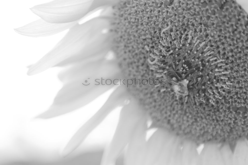 Similar – Macro of the umbrella of a dandelion wetted with glittering raindrops / dewdrops. Detail view.