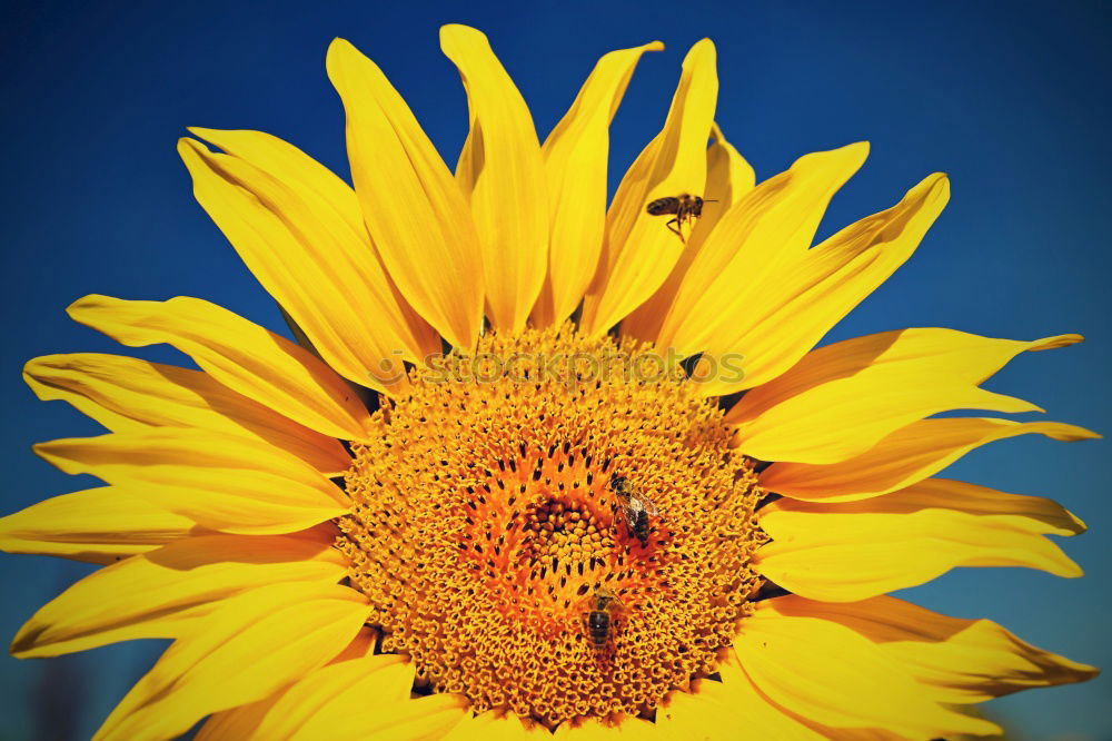 Similar – blossoming Sunflower Bulb